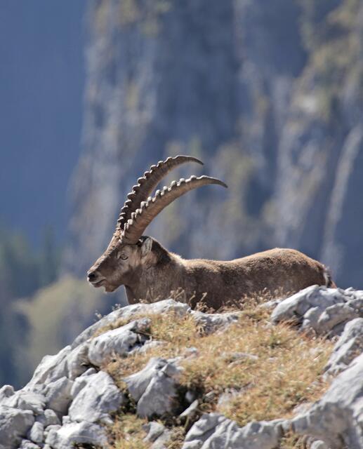 Steinbock aus der Dokumentation "Heimat Natur" | Foto: nautilusfilm/polyband Medien