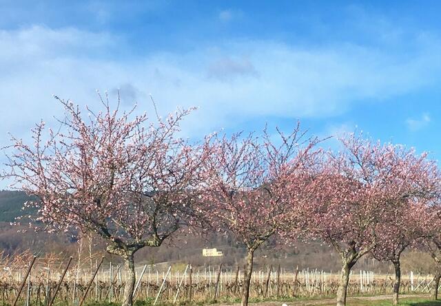 Zum Frühlingserwachen sind zwei Veranstaltungen in Edenkoben geplant | Foto: Rathaus Edenkoben