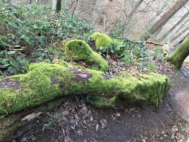 Kunstvolle Bemoosung | Foto: B. Bender