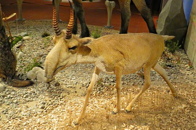 Saiga-Antilope | Foto: Brigitte Melder
