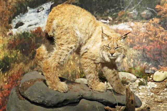 Luchs | Foto: Brigitte Melder