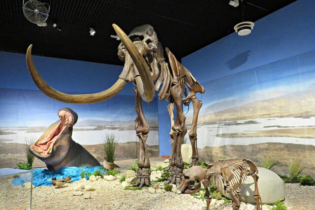 Gähnendes Flusspferd und Wollhaarmammut-Skelett | Foto: Brigitte Melder