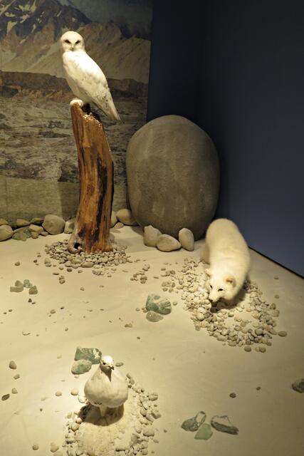 Schneeeule, Polarfuchs und Moorschneehuhn - alle weiß | Foto: Brigitte Melder