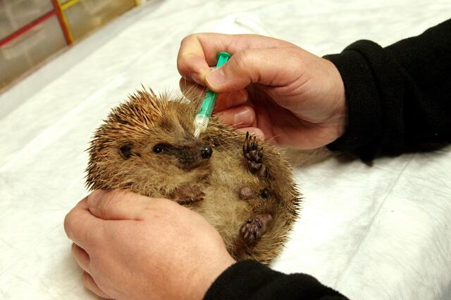 Die kleinen Igel werden teilweise per Hand aufgepeppelt | Foto: Jasmin Schwanitz