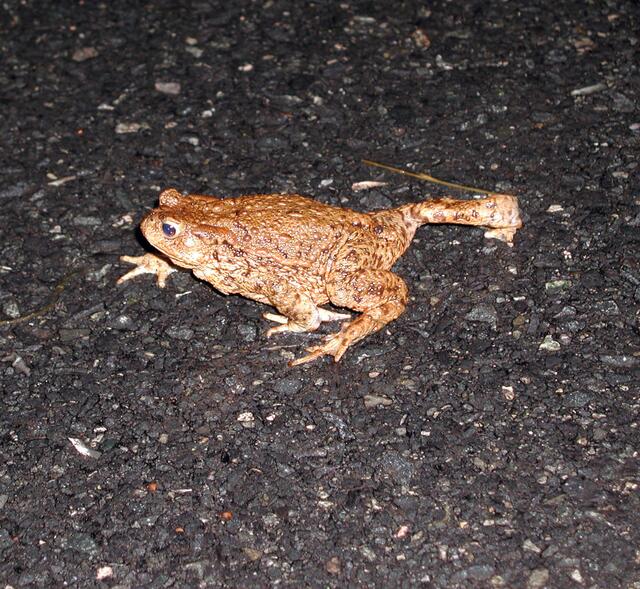 Die Amphibien sind wieder auf der Wanderung in ihre Laichgewässer | Foto: NABU/Thomas Beuster