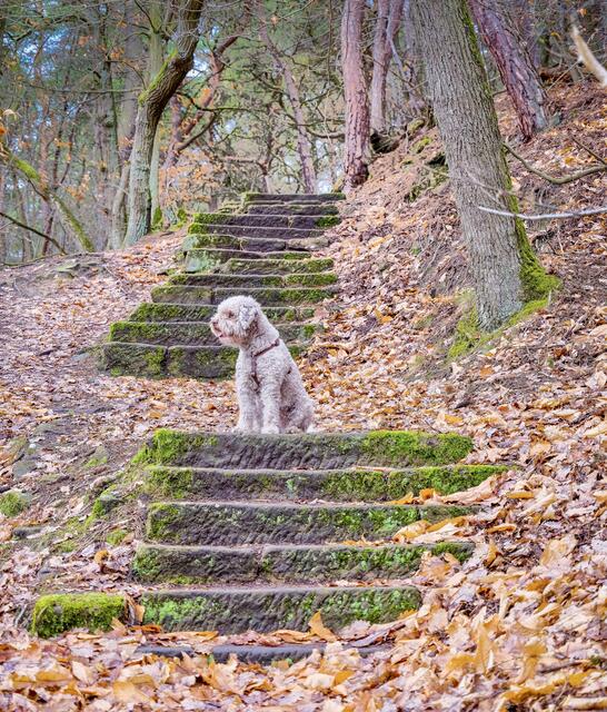 Aufstieg vom Fürstenweg in Gimmeldingen zum Meerspinn-Blick | Foto: Photo Ulrich Mueller