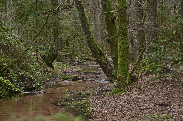 Dunkler Wald an der Isenach | Foto: Ilona Schäfer