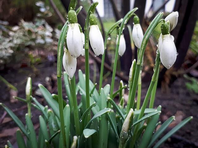 Schneeglöckchen | Foto: Soraya Eydam