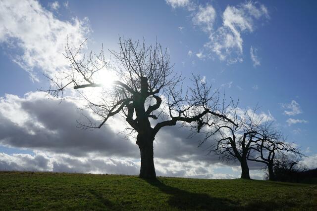 Knorrige Bäume im wilden Wetter
Steinbach am Donnersberg | Foto: Stephen Wüstenberg Photographie - Wartenberg-Rohrbach