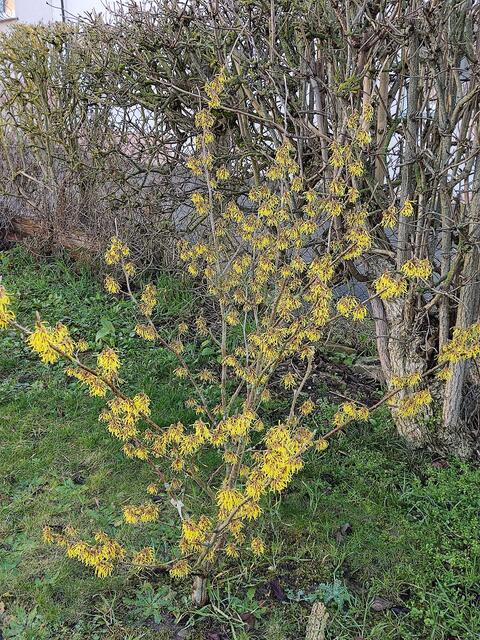 Mein erster Frühjahrsblüher: Zaubernuss | Foto: Monika aus Wörh