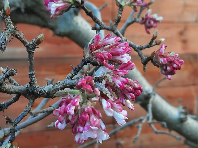 Winterschneeball | Foto: Kristin Hätterich