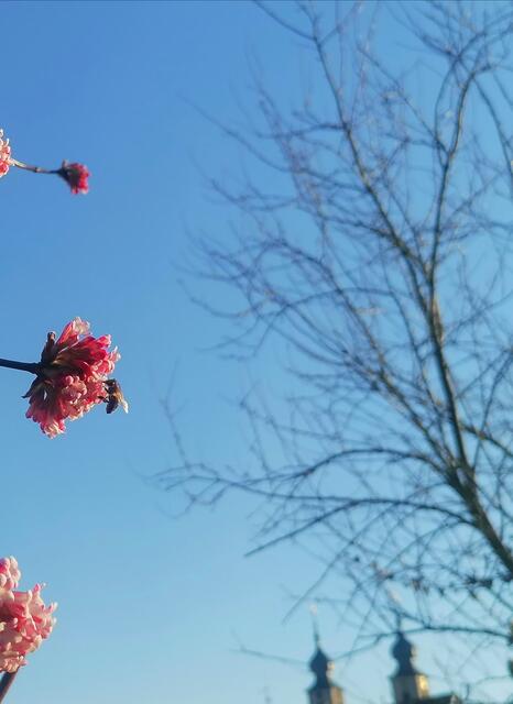 Dufte Biene in Bruchsal  | Foto:  CS