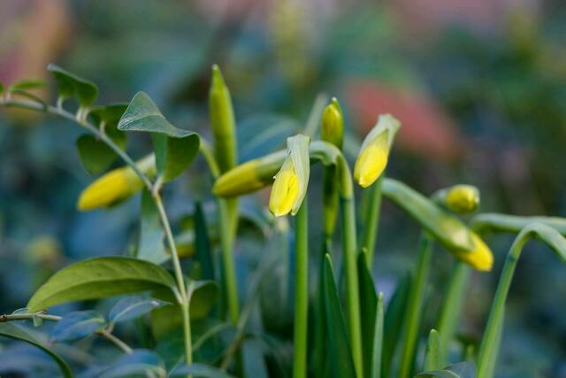 Narzissen | Foto: Soraya Eydam