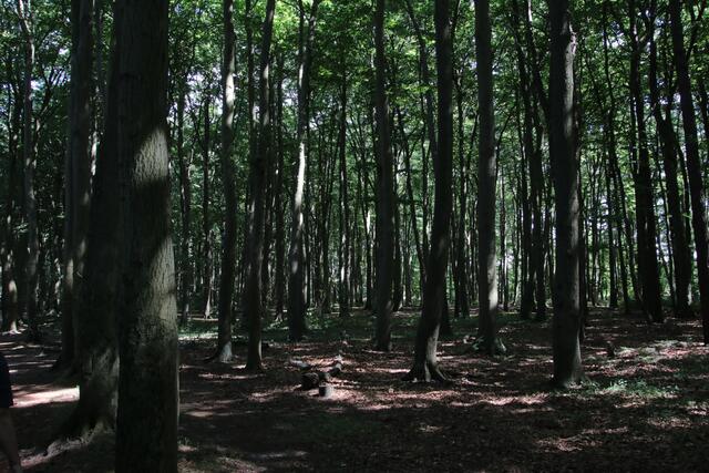 Im Gespensterwald | Foto: Franz-Walter Mappes