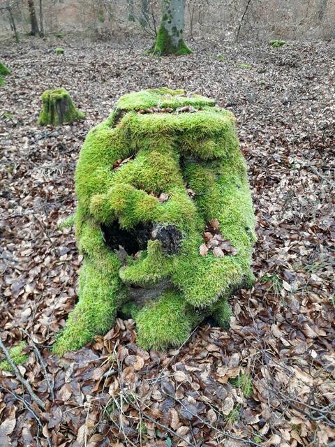 Was erkennt ihr so? | Foto: S.Bast