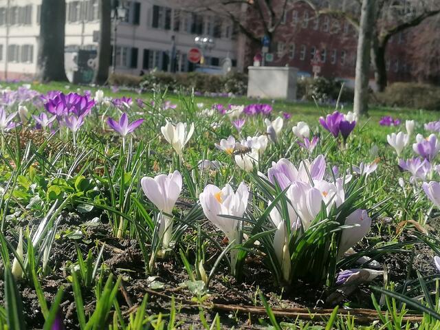 Blütenmeer in Karlsruhe  | Foto:  CS
