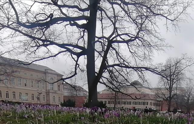 Kühl in Karlsruhe aber Krokusse satt | Foto:  CS