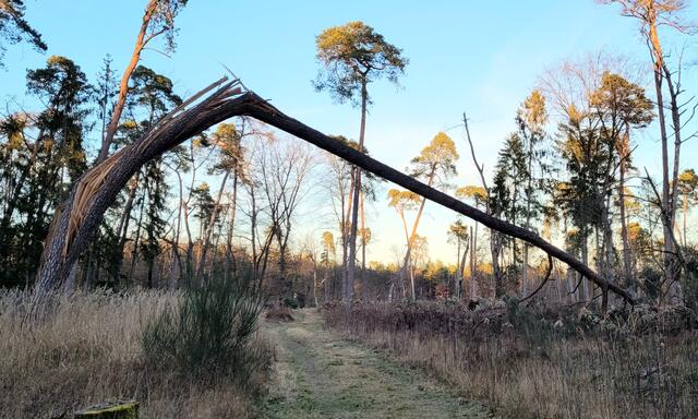 Nach dem Sturm  | Foto: A. Abt