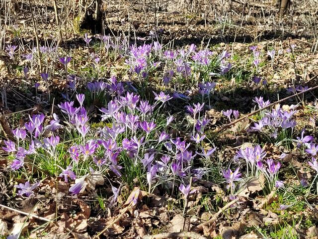 Die ersten Frühlingsboden | Foto: Markus Pacher