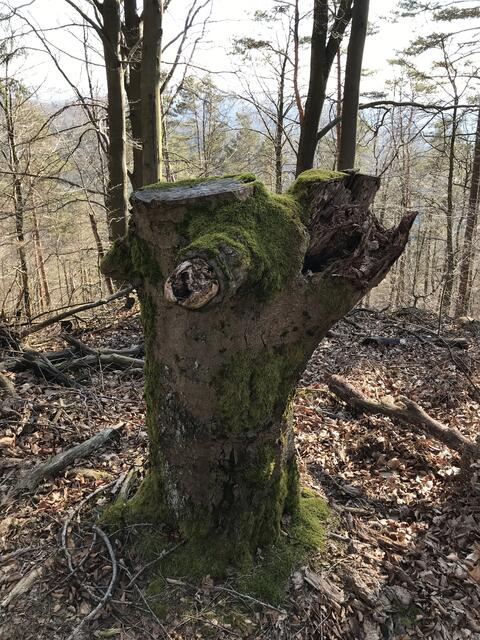 Seltsame Gestalt | Foto: B. Bender