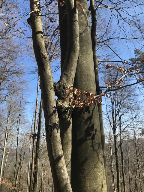 Eng verschlungen | Foto: B. Bender