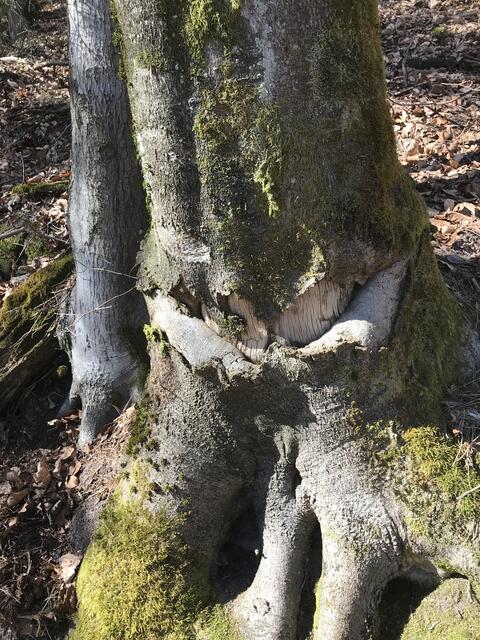 Lustig grinsend | Foto: B. Bender