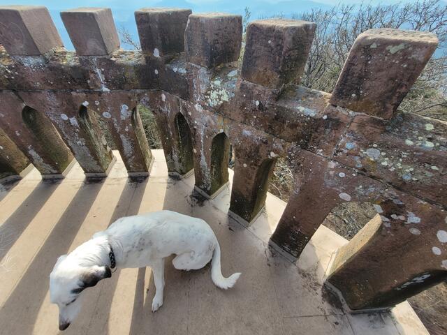 Auf dem Rehbergturm - Hunde mit Schwindelangst sollte von einer Besteigung absehen | Foto: Markus Pacher