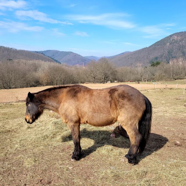 Pferde-Idylle im Binderbachtal | Foto: Markus Pacher