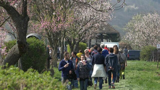 Der Frühling erfreut alle Sinne | Foto: Rathaus Edenkoben