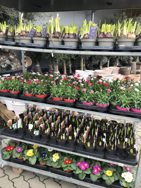 Ein Mix unterschiedlichster Farben. Man hat die Qual der Wahl, was alles im Garten, im Beet, auf dem Balkon oder der Terrasse seinen Platz findet. | Foto: Claudia Bardon