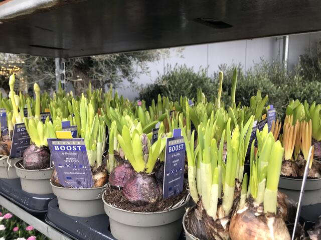 Flower-Power im Landfuxx Weilerbach | Foto: Claudia Bardon