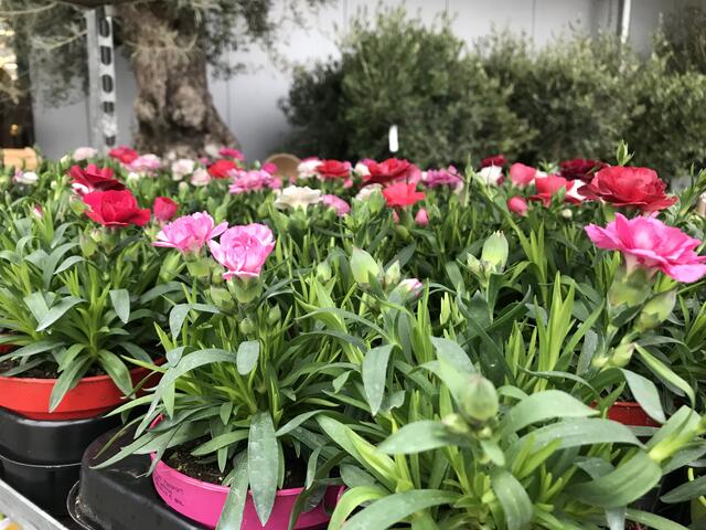 Mit den beliebtesten Frühlingsblumen macht das Pflanzen im Eigenheim erst recht Spaß.  | Foto: Claudia Bardon