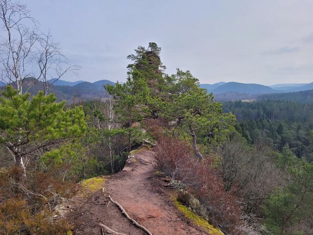 Am Dahner Felsenpfad | Foto: Markus Pacher
