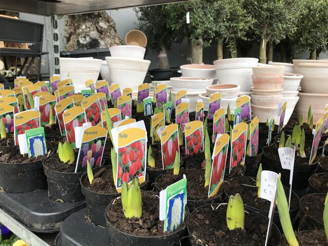 Für jeden Blumen-Fan ist die passende Zwiebel dabei. Frühlingspflanzen wie Primeln, Tulpen, Narzissen, Hyazinthen, Krokusse, Frühblüher, Blumen-Zwiebeln in allen Sorten, Stauden, Stiefmütterchen - beim Gartenmarkt Landfuxx in Weilerbach im Kreis Kaiserslautern findet man auf jeden Fall die passenden Frühblüher, Balkonpflanzen oder Sommerblumen und auch etwas fürs Beet. | Foto: Claudia Bardon