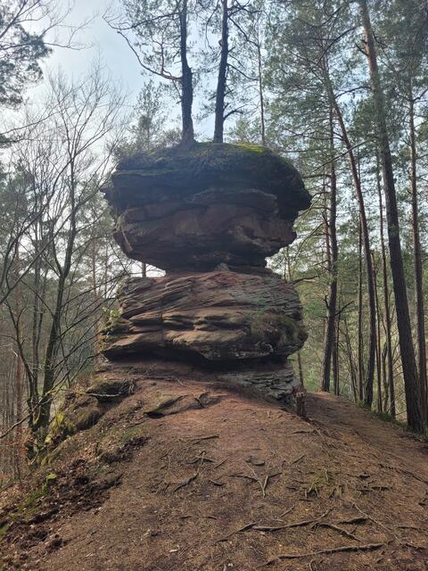 Am Dahner Felsenpfad | Foto: Markus Pacher