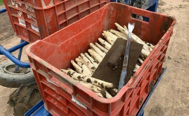 In dieser Saison beginnt die Spargelernte so früh wie lange nicht | Foto: Pfalzmarkt eG