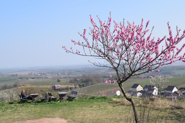Schöner Rastplatz am Mandelpfad | Foto: B.Bender