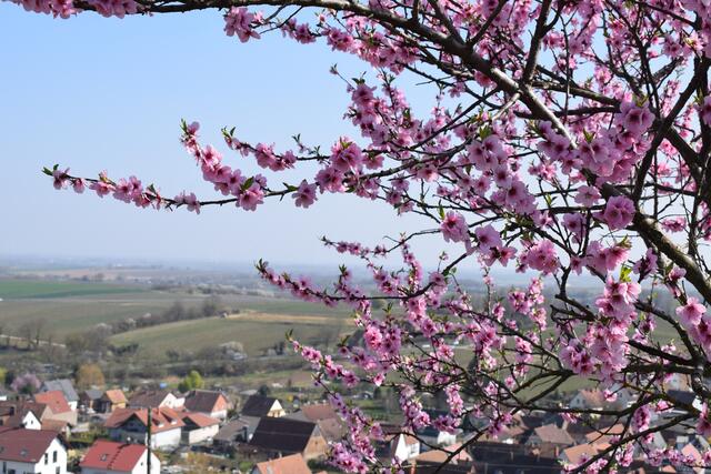 Von Mandelblüten gesäumter Blick in die Rheinebene | Foto: B.Bender