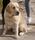 Motivation für Kinder: Das Therapiebegleithundeteam Esther Werling und Labrador Dante können bei der AWO besonders belasteten Kindern tiergestützte Angebote machen. Otto Vogel (Mitte), Vorstandsvorsitzender, und Rüdiger Ruhnow, Finanzvorstand, überbrachten dafür Fördermittel der Gerturd-Maria-Doll-Stiftung. 
Foto: GMDoll-Stiftung/Ingrid Vollmer
