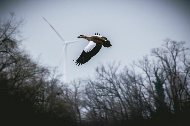 Naturerlebnis - Auenlandschaft auf dem Altrhein bei Germersheim | Foto: Paul Needham