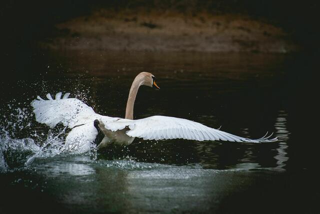 Naturerlebnis hautnah - auf dem Altrhein bei Germersheim | Foto: Paul Needham