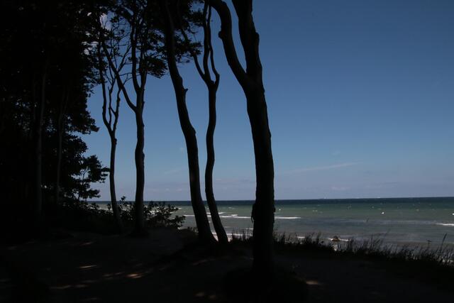 Gespensterwald an der Ostseeküste | Foto: Franz Walter Mappes