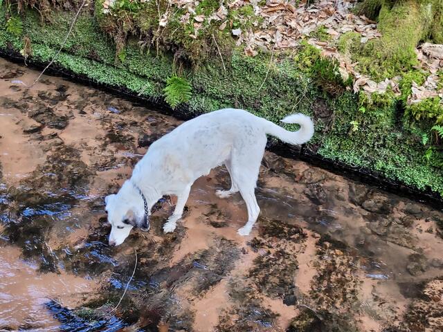 Hund Wicki erfrischt sich in der Triftanlage im Leinbachtal. | Foto: Pacher, Markus