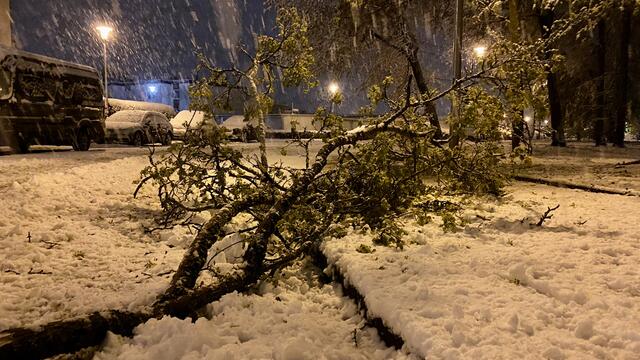 Mehrere Meter lange Äste stürzten auf die Straßen  | Foto: Kim Rileit