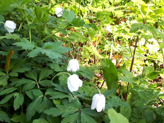 ... und das Kleine am Wegesrand