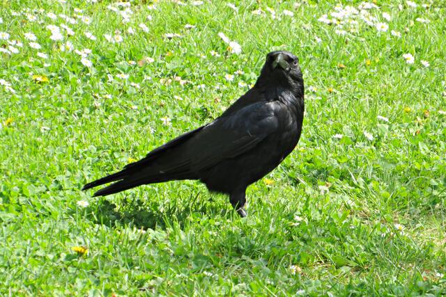 Munin, die Krähe | Foto: Brigitte Melder