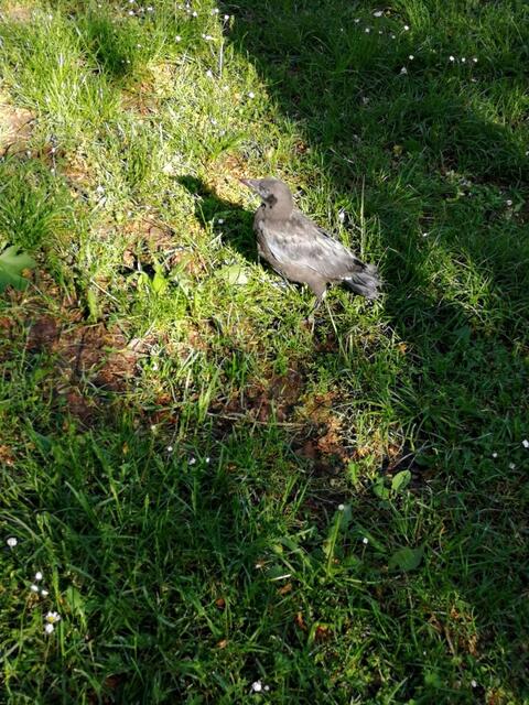 Als Jungvogel | Foto: Sanda Eichstädt