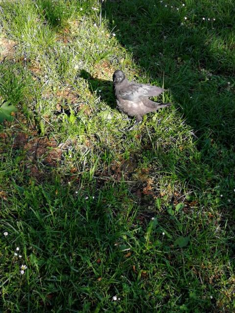 Als Jungvogel | Foto: Sandra Eichstädt