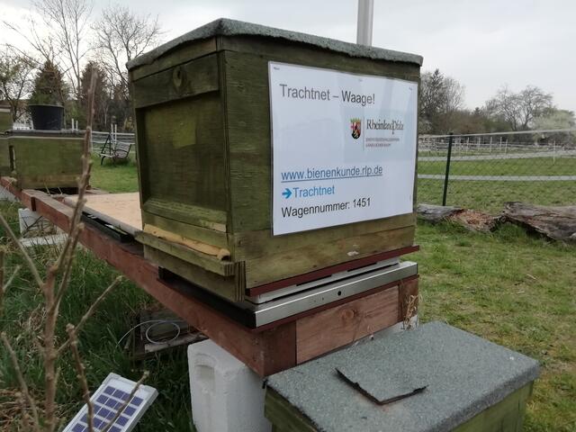 Die Trachtnet-Waage sendet alle 10 Minuten Gewichts- und Wetterdaten per Mobilfunk ans Bieneninstitut in Mayen | Foto: Julia Glöckner