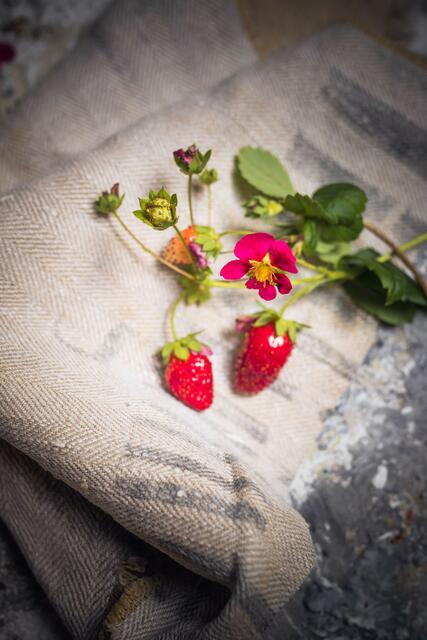 Jetzt schmecken die aromatischen Früchtchen am besten | Foto: Mein wunderbares Chaos